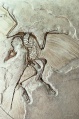 34-27x-ArchaeopteryxFossil.jpg