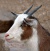 Domestic Goat Portrait.jpg